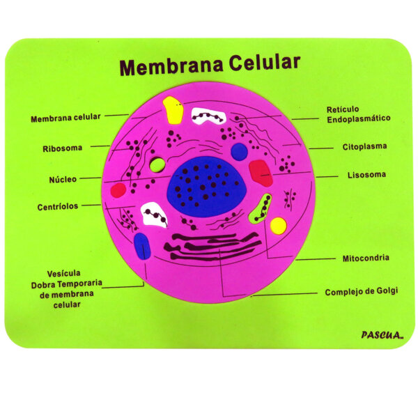 6tab Mem.celu43